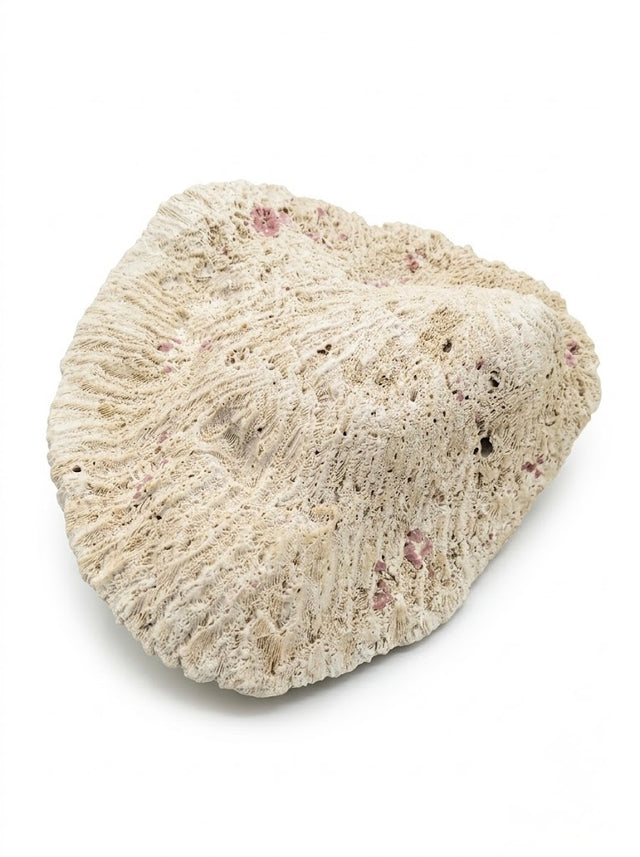 Rare corail « cerveau » naturel ancien de grande taille