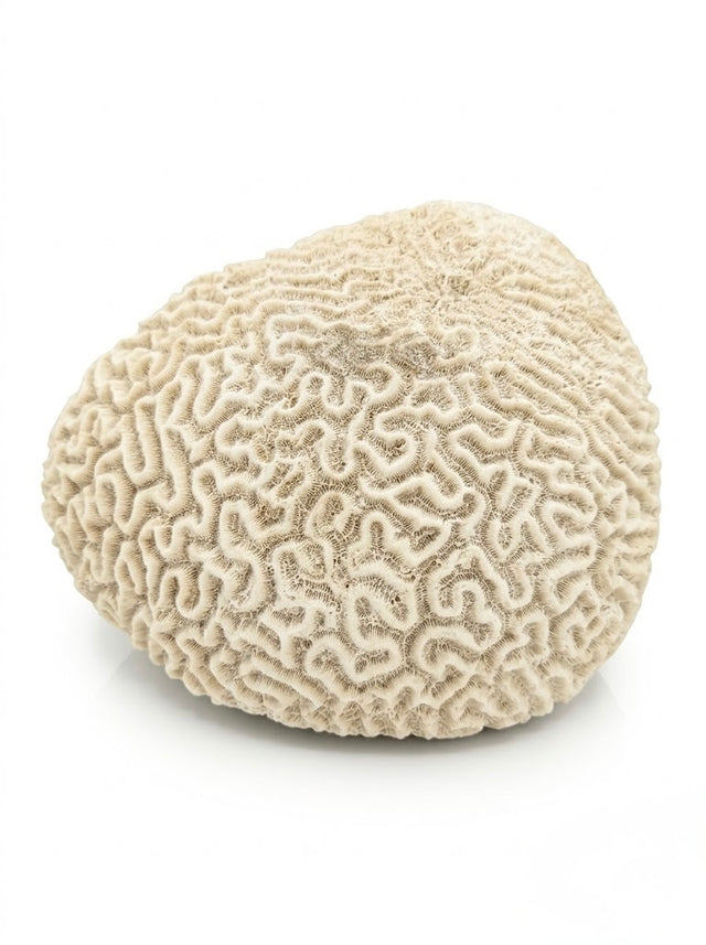 Rare corail « cerveau » naturel ancien de grande taille