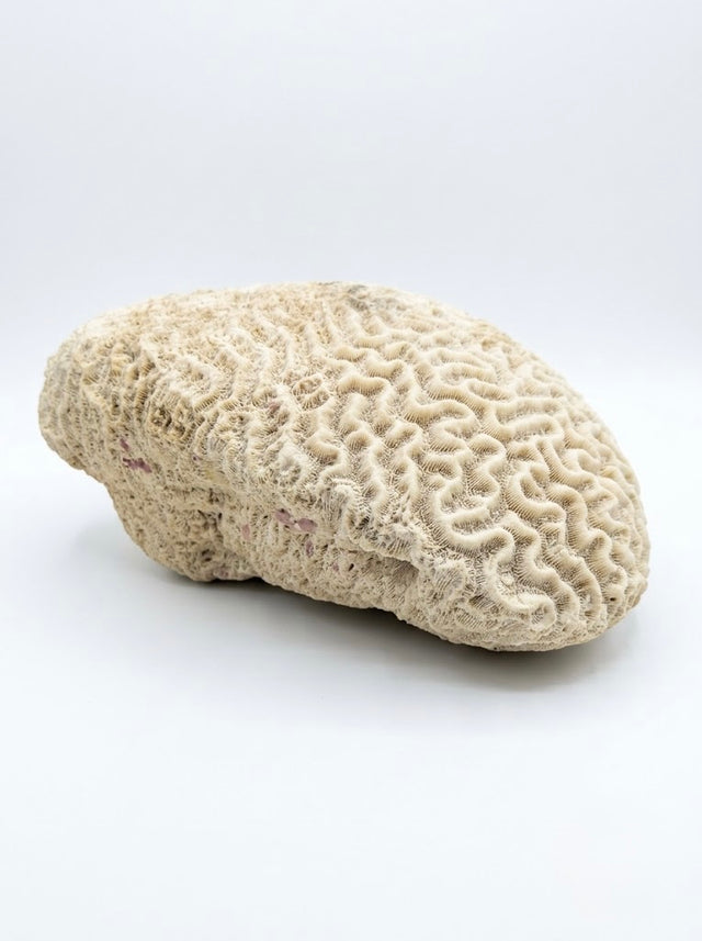 Rare corail « cerveau » naturel ancien de grande taille
